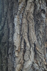 Close-up texture of rough tree bark with natural patterns and green moss