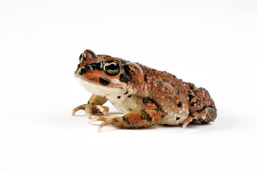 Brongersma's toad, Tiznit toad // Atlaskröte (Barbarophryne brongersmai) - Marokko 
