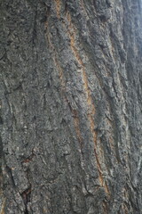 Close-up texture of rough tree bark with natural patterns and green moss