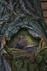 Close-up texture of rough tree bark with natural patterns and green moss