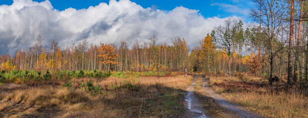 autumn forest. Golden leaves on the trees