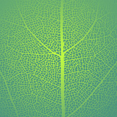 Leaf vein texture abstract background with close up plant leaf cells ornament texture pattern. Green organic macro linear pattern of nature leaf foliage vector illustration.