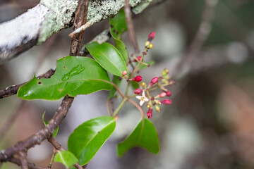 Santalum freycinetianum, the forest sandalwood, Freycinet sandalwood, or ʻIliahi, European mistletoe family, Santalaceae.  Mauʻumae Ridge Trail (Puʻu Lanipō), Honolulu, Oahu, Hawaii. Koʻolau Range