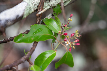 Santalum freycinetianum, the forest sandalwood, Freycinet sandalwood, or ʻIliahi, European...