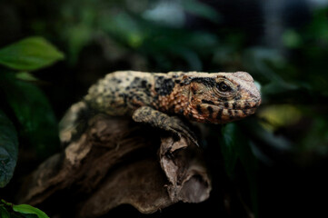 Portrait of a Chinese crocodile lizard on a tree.