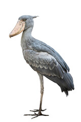 Side view of a shoebill on white background.