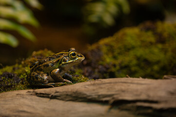 Portrait of a Tokyo Daruma pond frog on the rock.