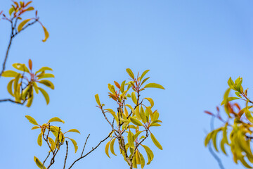 Santalum freycinetianum, the forest sandalwood, Freycinet sandalwood, or ʻIliahi, European mistletoe family, Santalaceae.  Mauʻumae Ridge Trail (Puʻu Lanipō), Honolulu, Oahu, Hawaii. Koʻolau Range