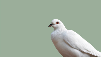 White dove, sitting and posing. Isolated on olive green background, not full body cutout. Dove of peace, love, heavenly bird, doves symbols	
