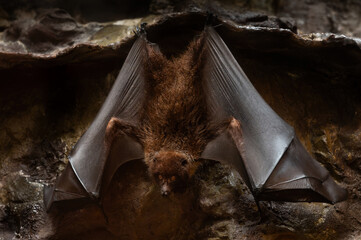 Ryukyu flying fox, one of a species of megabat, spreading its wings.