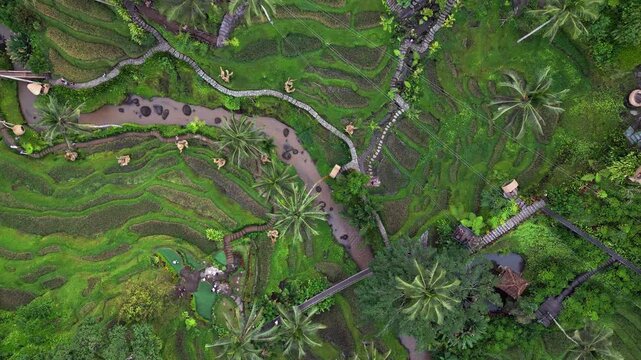 Aerial footage at Alas Harum in Tegalalang with bright terraces, elevated walk paths, dense palm clusters, crafted valley features, and a winding stream offering a clean tropical hillside scene.