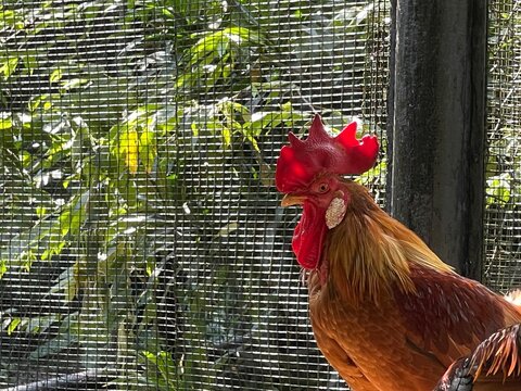Close-up of a red rooster, showcasing its vibrant feathers and distinctive red comb. Captured in a sunny enclosure with a wire fence background.