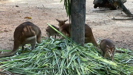 A small group of Agile wallabies Macropus agilis are seen gathered together eating piles of green fodder inside their enclosure at Zoo Negara Malaysia. © Yunqi