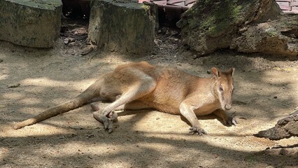 An Agile Wallaby (Macropus agilis) in a zoo enclosure at zoo. Bathed in natural sunlight, the wallaby lies on its side on the ground.  © Yunqi