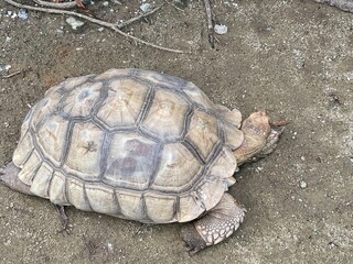 African Spurred Tortoise (Centrochelys sulcata). The tortoise is on the ground with its head turned slightly to the left.