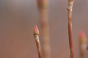 ドウダンツツジの冬芽と葉痕（葉の落ちた痕）　人の顔にも見える