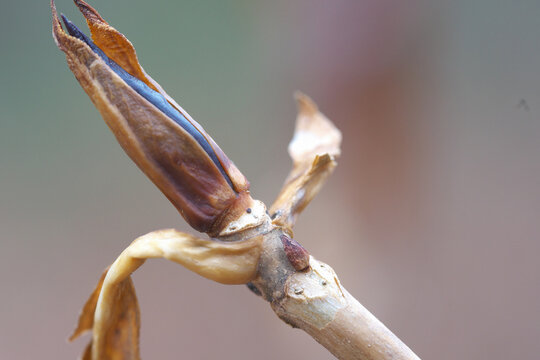 アジサイの冬芽と葉痕（葉の落ちた痕）　葉痕は人間の顔にも見える