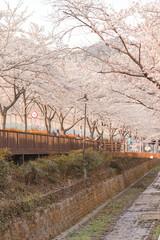 Beautiful Cherry Blossoms at Jinhae Gunhangje Festival