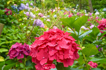 Vibrant Pink Summer Hydrangea Flowers Contrasted with Fresh Green Leaves