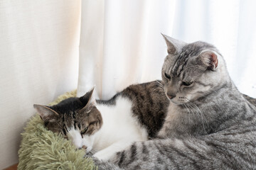 窓辺でくつろぐ二匹の猫　キジトラ・サバトラ猫	
