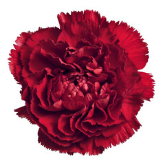 red carnation flower isolated on white background.