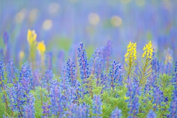 Field of Blue and Yellow Lupine Flowers in Full Bloom
