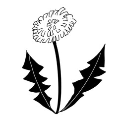 たんぽぽの手書きイラスト