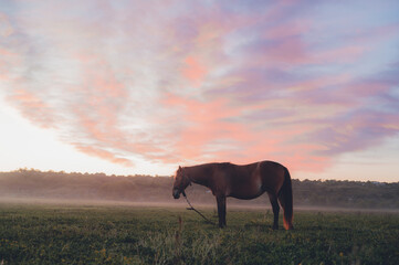 Horse standing alone in a misty field at sunrise. Peaceful rural landscape with soft pastel sky, morning fog and calm natural atmosphere.