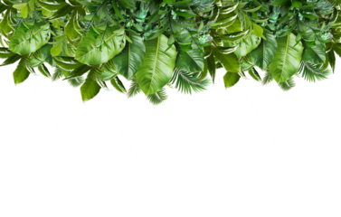  tree border isolated on white transparent,  green fir pine branch . Green leaves of tropical plants bush .Monstera, palm, rubber plant, pine, floral arrangement indoors garden nature backdrop
