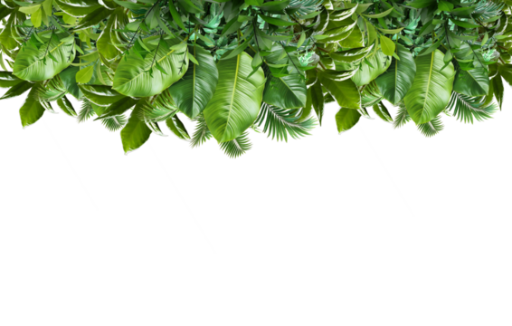tree border isolated on white transparent, green fir pine branch . Green leaves of tropical plants bush .Monstera, palm, rubber plant, pine, floral arrangement indoors garden nature backdrop