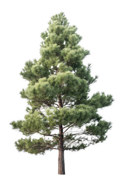pine tree isolated on transparent background