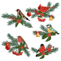 vector drawing Christmas compositions, birds at fir branch with green needles and holly leaves and red berries, hand drawn illustration