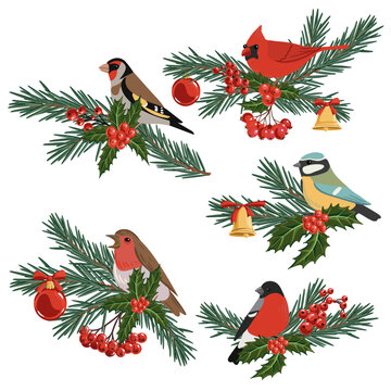 vector drawing Christmas compositions, birds at fir branch with green needles and holly leaves and red berries, hand drawn illustration