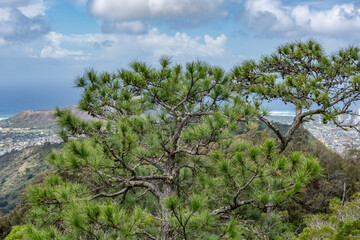 A pine is any conifer in the genus Pinus of the family Pinaceae. Mauʻumae Ridge Trail (Puʻu Lanipō), Honolulu, Oahu, Hawaii. Koʻolau Range(windward shield volcano). 