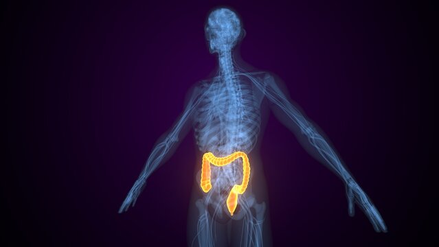 Male large intestine anatomy. 3d illustrations