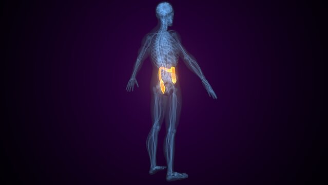 Male large intestine anatomy. 3d illustrations