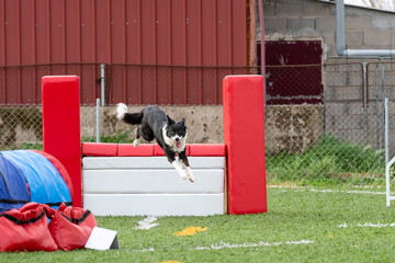 Border collie jumping over an obstacle at an agility training session in a sports field