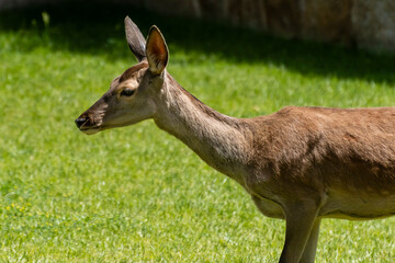 Deer grazing peacefully in a lush green meadow during a sunny afternoon