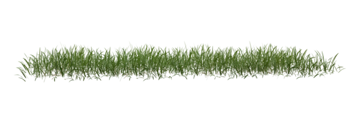 grass isolated on transparent white background