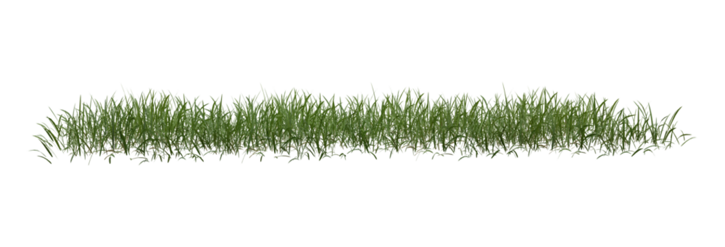 grass isolated on transparent white background