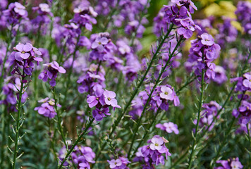 erysimum