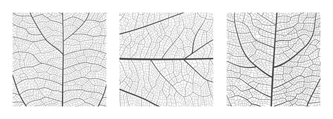 Leaf vein cell skeleton texture abstract background set with close up plant leaf cells structure pattern vector illustration. Macro leaf vein skeleton organic lattice natural foliage texture.