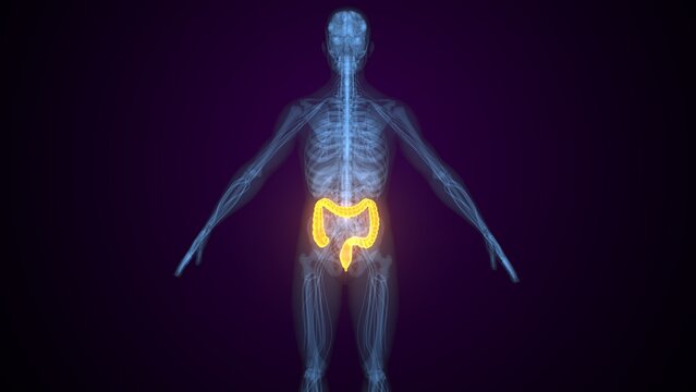 Male large intestine anatomy. 3d illustrations