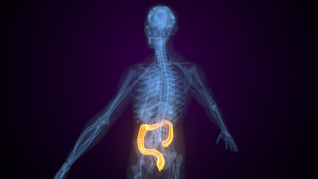 Male large intestine anatomy. 3d illustrations