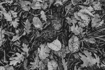 A black and white, high-angle, full-frame close-up shot of dry, fallen oak leaves and twigs scattered on dark soil, creating a natural autumn background or texture. 