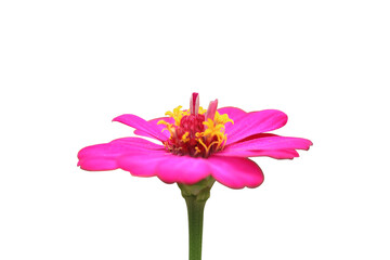 Bright Pink Zinnia Flowers with Transparent Background