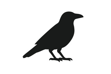 Obraz premium Black crow or raven bird standing in profile view against a clean white background