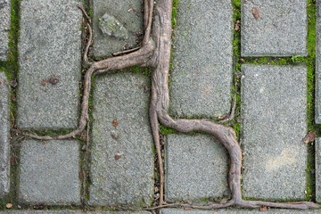 Roots growing through pavement close-up