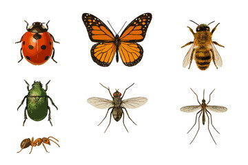 Set of common insects: butterfly, ladybug, honey bee, beetle, fly, mosquito, and ant on white background