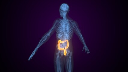 Male large intestine anatomy. 3d illustrations